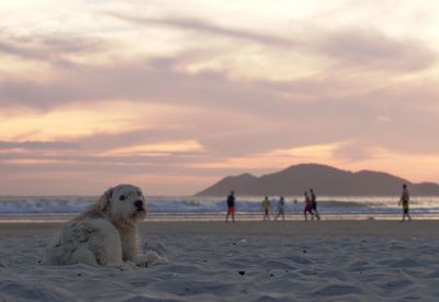 View of dog on beach against sky during sunset