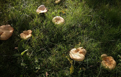 High angle view of leaves on field
