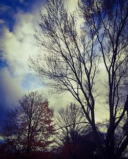 Low angle view of bare trees against sky