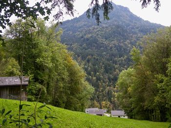 Trees and plants growing on mountain in forest