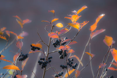 Low angle view of tree against orange sky