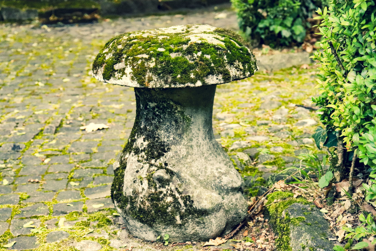 CLOSE-UP OF MOSS GROWING ON ROCK