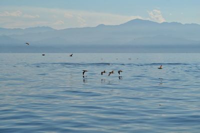 Birds flying over sea against sky