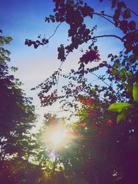 Low angle view of trees against sky