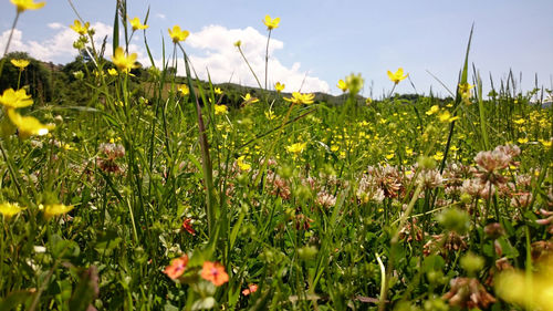 Close up of yellow flowers blooming in field