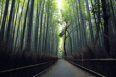 Walkway amidst trees in forest