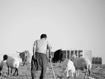 Sheep in field