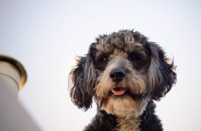 Close-up portrait of dog against white background