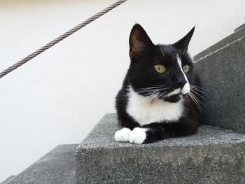 Portrait of cat sitting on wall