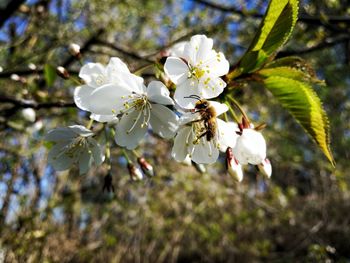 Close-up of white cherry blossom tree