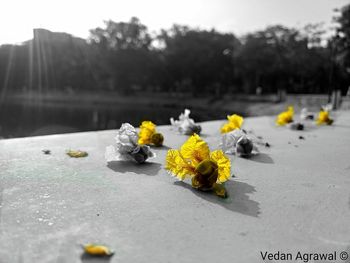 Close-up of yellow flowers against blurred background