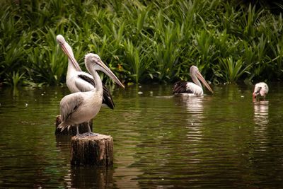 Ducks in a lake