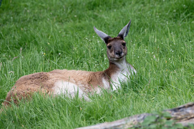 Cat lying on grass