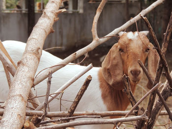 Horses in a fence