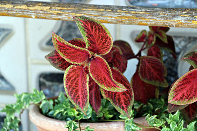 Close-up of red leaves on potted plant