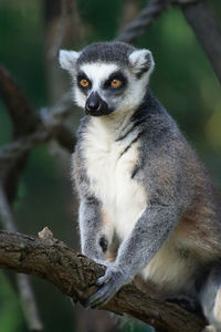 Portrait of an animal sitting on branch