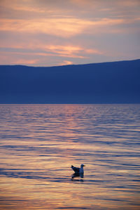 Seagull swimming in sea at olkhon island during sunset