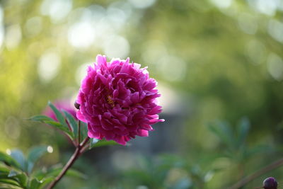 Close-up of pink flowering plant