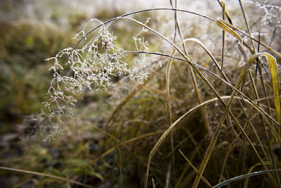 Dry spikelets of grass with ice crystals with ice crystals on natural blurry background. 