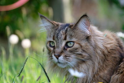 Close-up portrait of cat