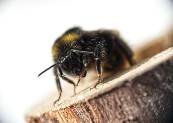 Close-up of bee