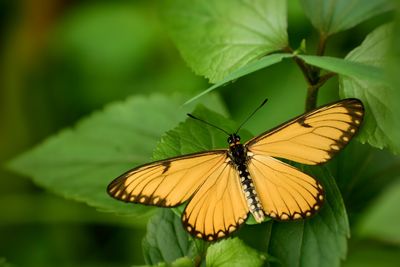 Close-up of butterfly pollinating on flower