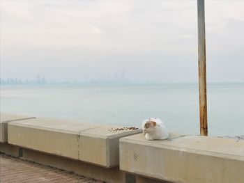 View of dog by sea against sky