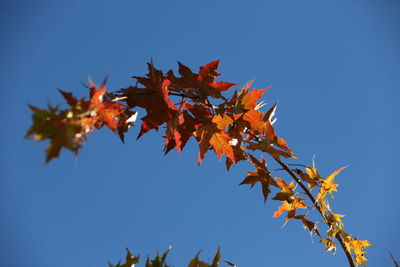 Low angle view of maple tree against clear blue sky