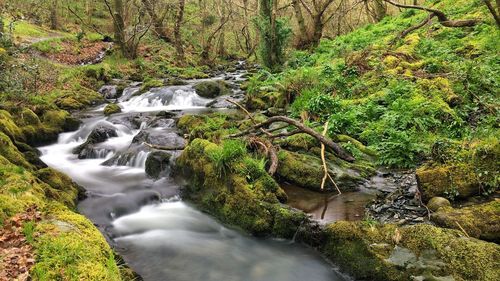 Stream amidst trees in forest