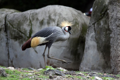 Close-up of bird perching on rock