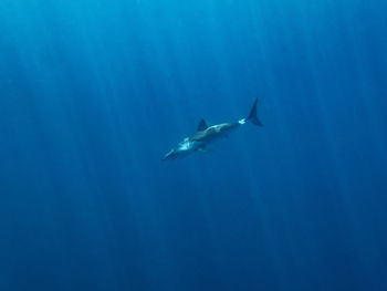 Fish swimming in sea