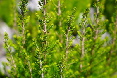 Close-up of fresh green plants in forest