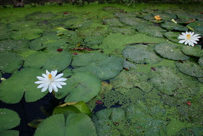 High angle view of lotus water lily in lake