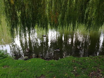 View of swan swimming in lake