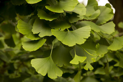 Close-up of plant