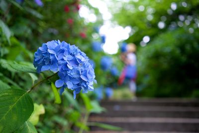 Hydrangea flower