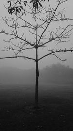 Bare tree on landscape against sky during foggy weather