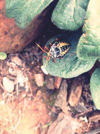 Close-up of insect on leaf