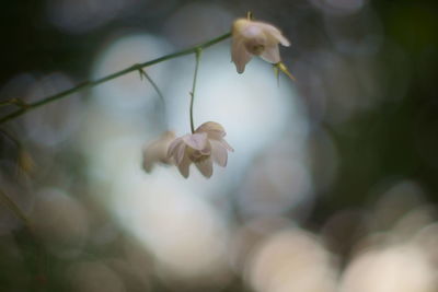 Close-up of flowers blooming outdoors