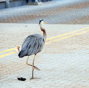 bird