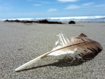 Close-up of shells on sand at beach against sky