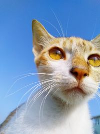 Close-up of a cat looking away