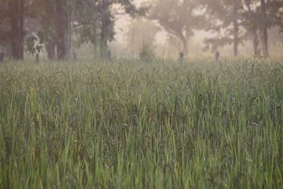 Scenic view of grassy field