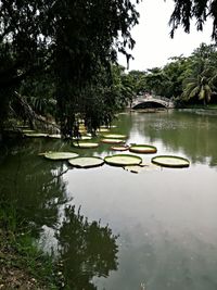 Reflection of trees in water