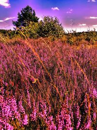 Purple flowers blooming on field against sky