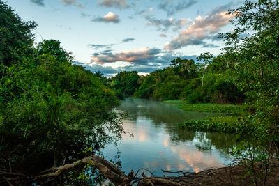 Scenic view of lake amidst trees in forest against sky