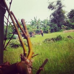 Scenic view of grassy field