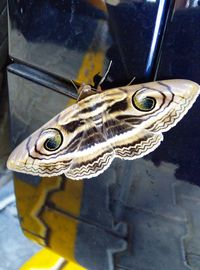 Close up of a bird