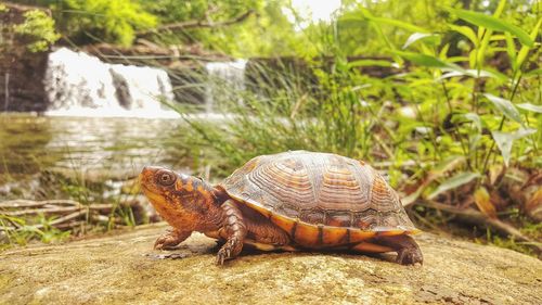 Close-up of tortoise in grass