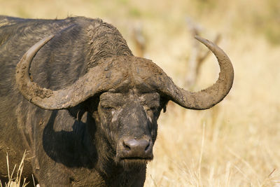 Close-up of african buffalo on field